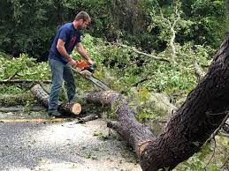 Best Tree Removal Service  in USA